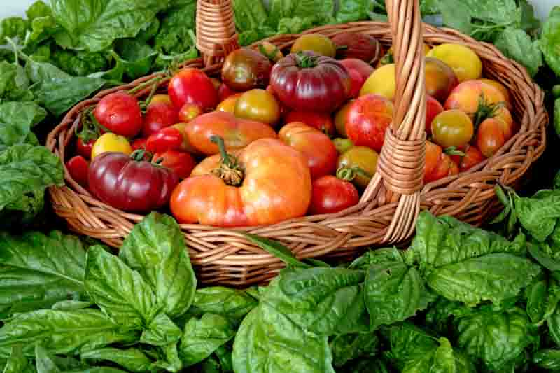 Wicker basket full of tomatoes with fresh basil leaves around. Plenty fresh tomatoes of various colors and heirlooms. Vegetables from own garden.