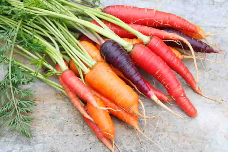 Carrots of different varieties with green tops. A bunch of carrots of different colors on a gray background.