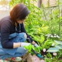 Gardening, flower beds, female gardener working with plants in garden