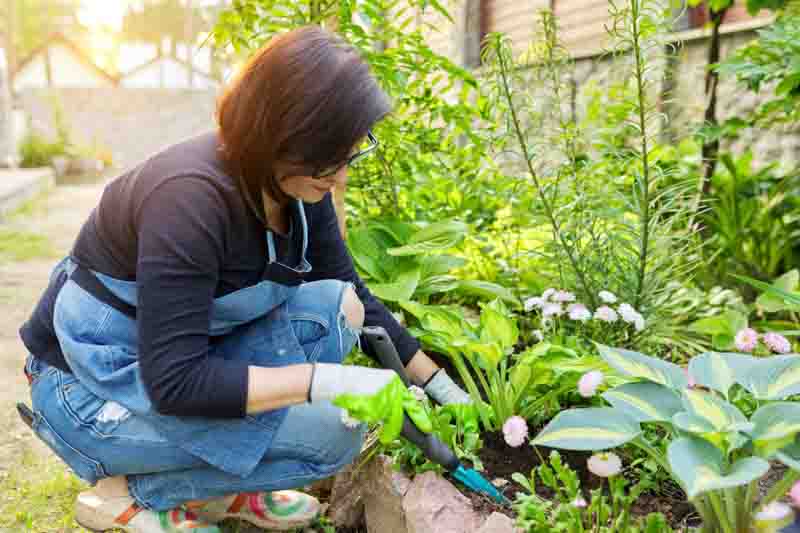 Gardening, flower beds, female gardener working with plants in garden