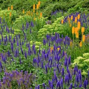 A Summer Border with Kniphofia, Veronica, Sedum, and Salvia