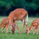 A white-tailed deer doe and two fawns in an open meadow in summer