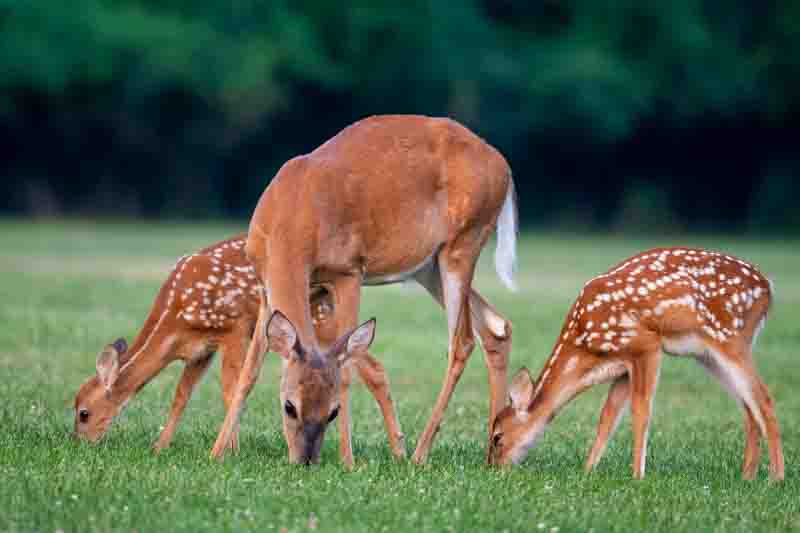 A white-tailed deer doe and two fawns in an open meadow in summer