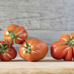 Tomato Mortgage Lifter, Solanum lycopersicum 'Mortgage Lifter', Heirloom Tomatoes