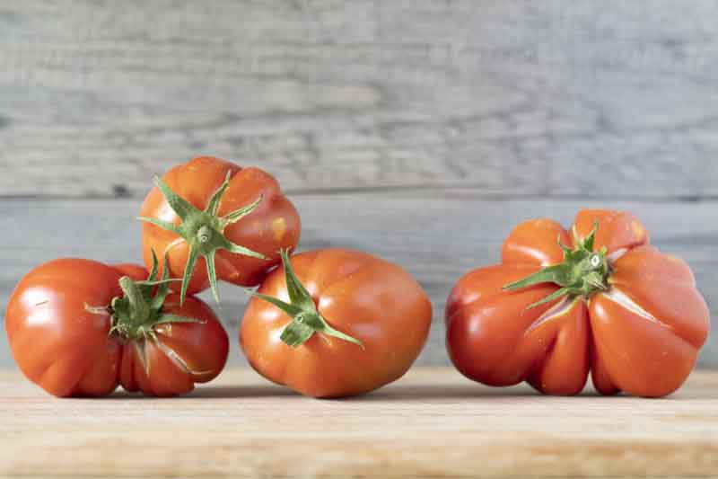 Tomato Mortgage Lifter, Solanum lycopersicum 'Mortgage Lifter', Heirloom Tomatoes