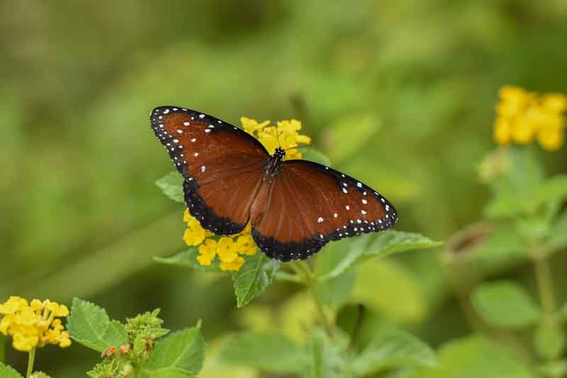 Queen Butterfly, Danaus gilippus