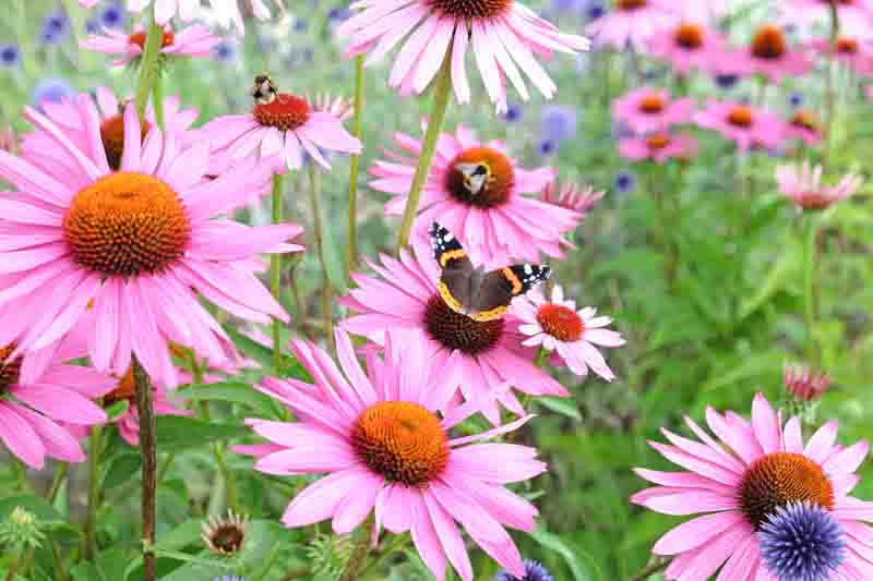 a red admiral butterfly (vanessa atalanta) perched on an echinacea flower