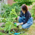 Dividing hosta bush, spring seasonal work in garden, planting flower bed in backyard.