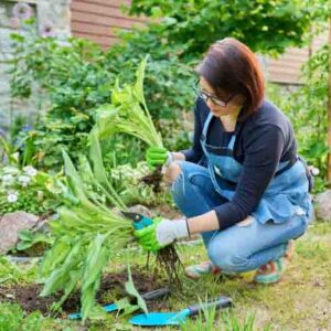 Dividing hosta bush, spring seasonal work in garden, planting flower bed in backyard.