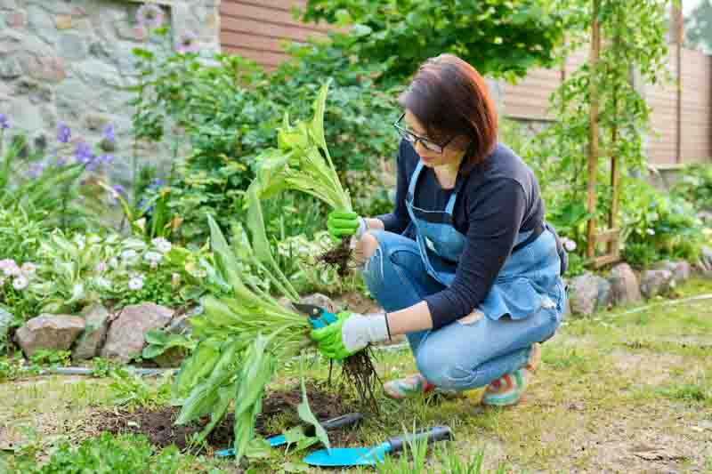 Dividing hosta bush, spring seasonal work in garden, planting flower bed in backyard.