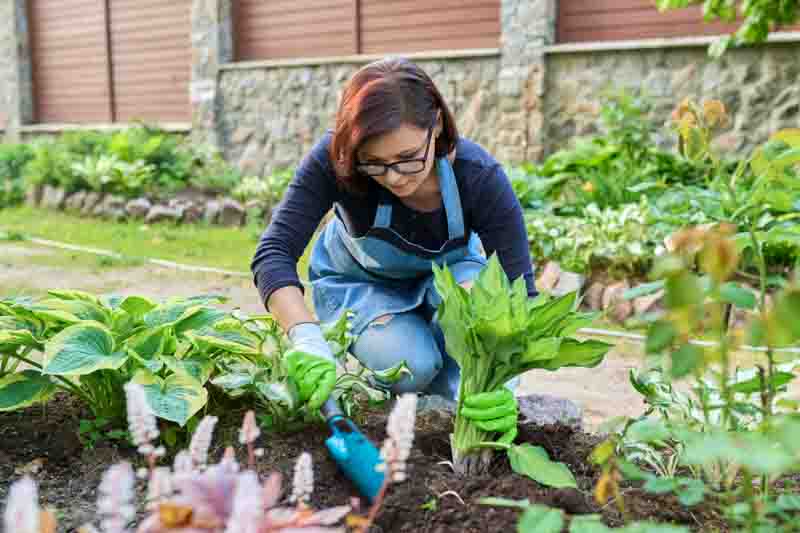 Woman planting hosta bush plant on flower bed, using shovel tools, spring gardening.