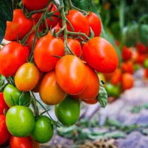 Roma tomatoes, Plum tomatoes