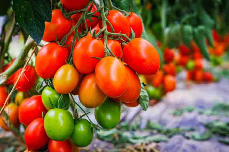 Roma tomatoes, Plum tomatoes