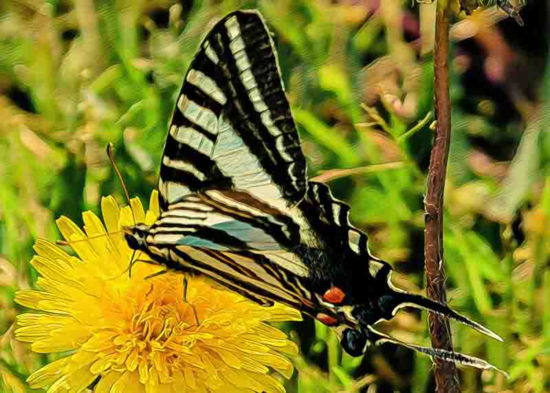 Zebra Swallowtail butterfly, Eurytides marcellus