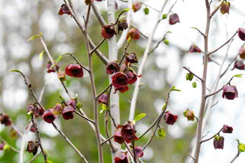 Pawpaw tree (Asimina triloba) flowering during spring