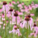 Echinacea pallida, Pale coneflower, pink coneflower
