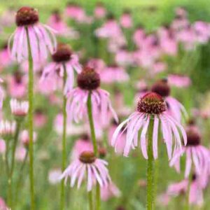 Echinacea pallida, Pale coneflower, pink coneflower