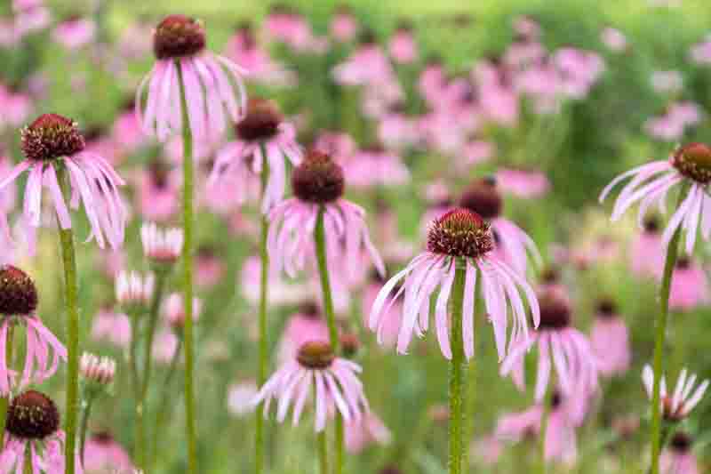 Echinacea pallida, Pale coneflower, pink coneflower