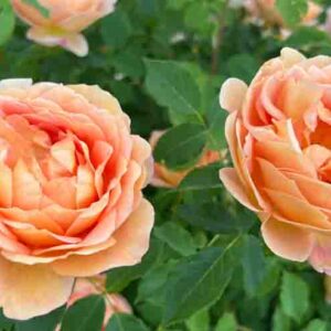 Coral Roses in the garden. Lush blooming roses.