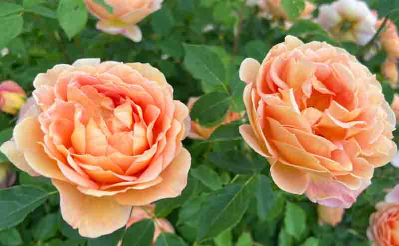 Coral Roses in the garden. Lush blooming roses.