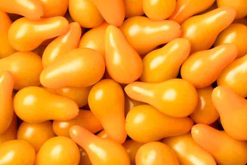 Tomato Yellow Pear, Yellow tomatoes, Cherry tomatoes, Solanum lycopersicum 'Yellow Pear'