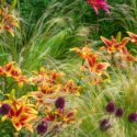 Beautiful lily flowers in the garden with drumstick alliums and stipa or nassella