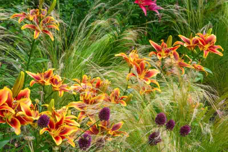 Beautiful lily flowers in the garden with drumstick alliums and stipa or nassella