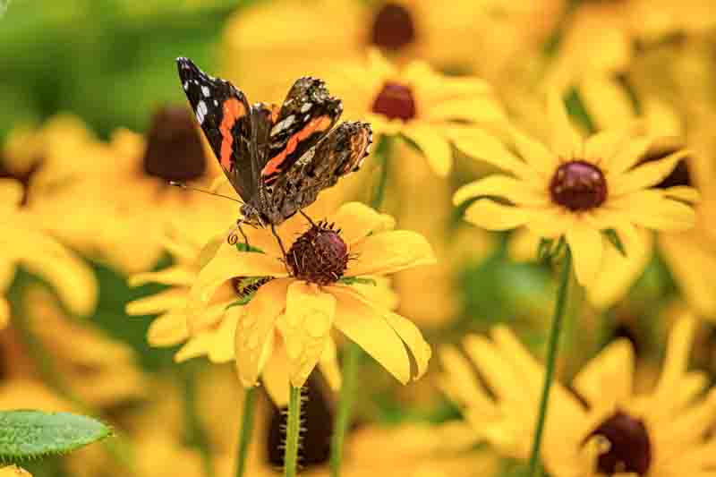 Vanessa atalanta, the red admiral is medium-sized butterfly with black wings, orange bands, and white spots.