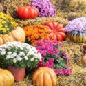 Mums vs Asters: Which Fall Flower Is Better?