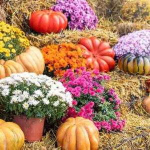 Mums vs Asters: Which Fall Flower Is Better?