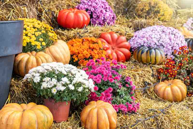 Mums vs Asters: Which Fall Flower Is Better?