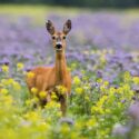 Roe deer standing in colorful wildflowers