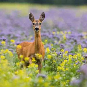 Roe deer standing in colorful wildflowers