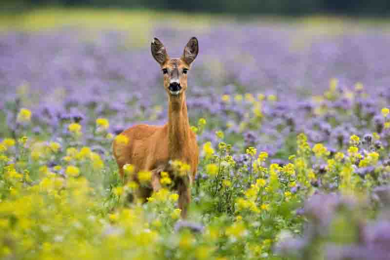 Roe deer standing in colorful wildflowers