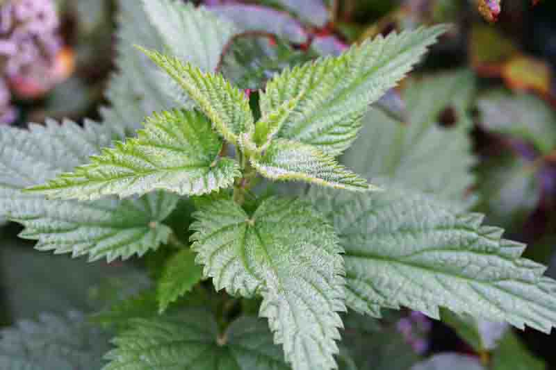 Urtica dioica, often called common nettle or stinging nettle in garden