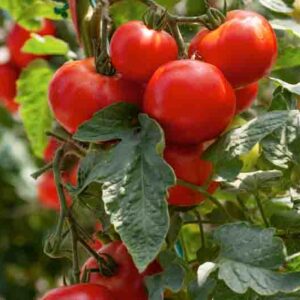 Tomato Early Girl, Solanum lycopersicum 'Early Girl, Early tomatoes