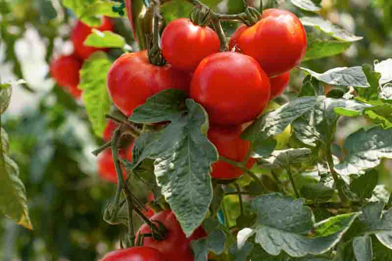 Tomato Early Girl, Solanum lycopersicum 'Early Girl, Early tomatoes