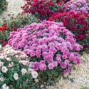 beautiful bushes of chrysanthemums or mums in the fall garden