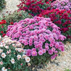 beautiful bushes of chrysanthemums or mums in the fall garden