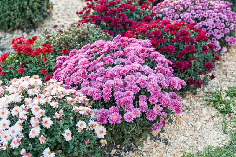 beautiful bushes of chrysanthemums or mums in the fall garden