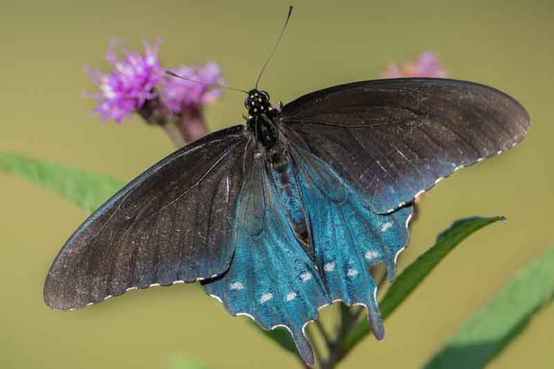 Pipevine Swallowtail butterfly (battus philenor)