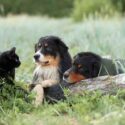 Are Hostas Toxic to Dogs & Cats? Symptoms and Care