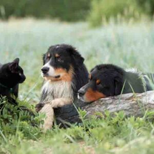 Are Hostas Toxic to Dogs & Cats? Symptoms and Care