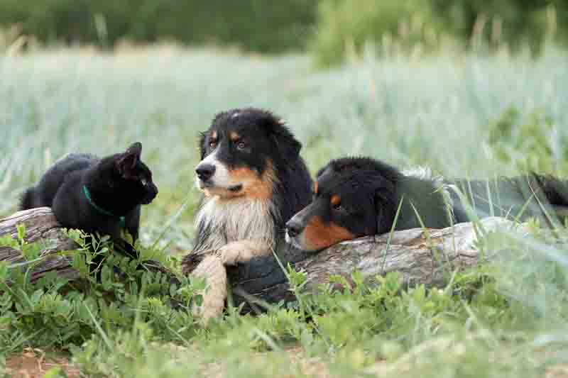 Are Hostas Toxic to Dogs & Cats? Symptoms and Care
