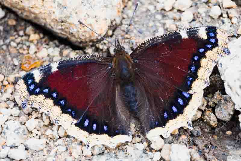 Mourning Cloak butterfly, Nymphalis antiopa