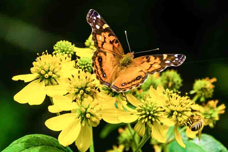 Painted Lady Butterfly