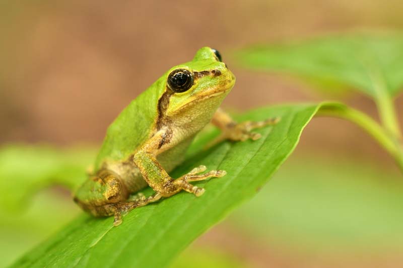 Small Japanese tree frog on a green leaf.