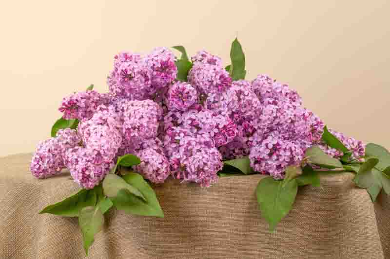 Pink Lilacs Bouquet on Table
