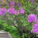 Lilac shrub purple pink blossom in the park.