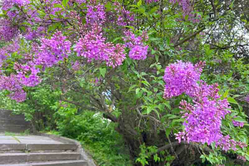 Lilac shrub purple pink blossom in the park.